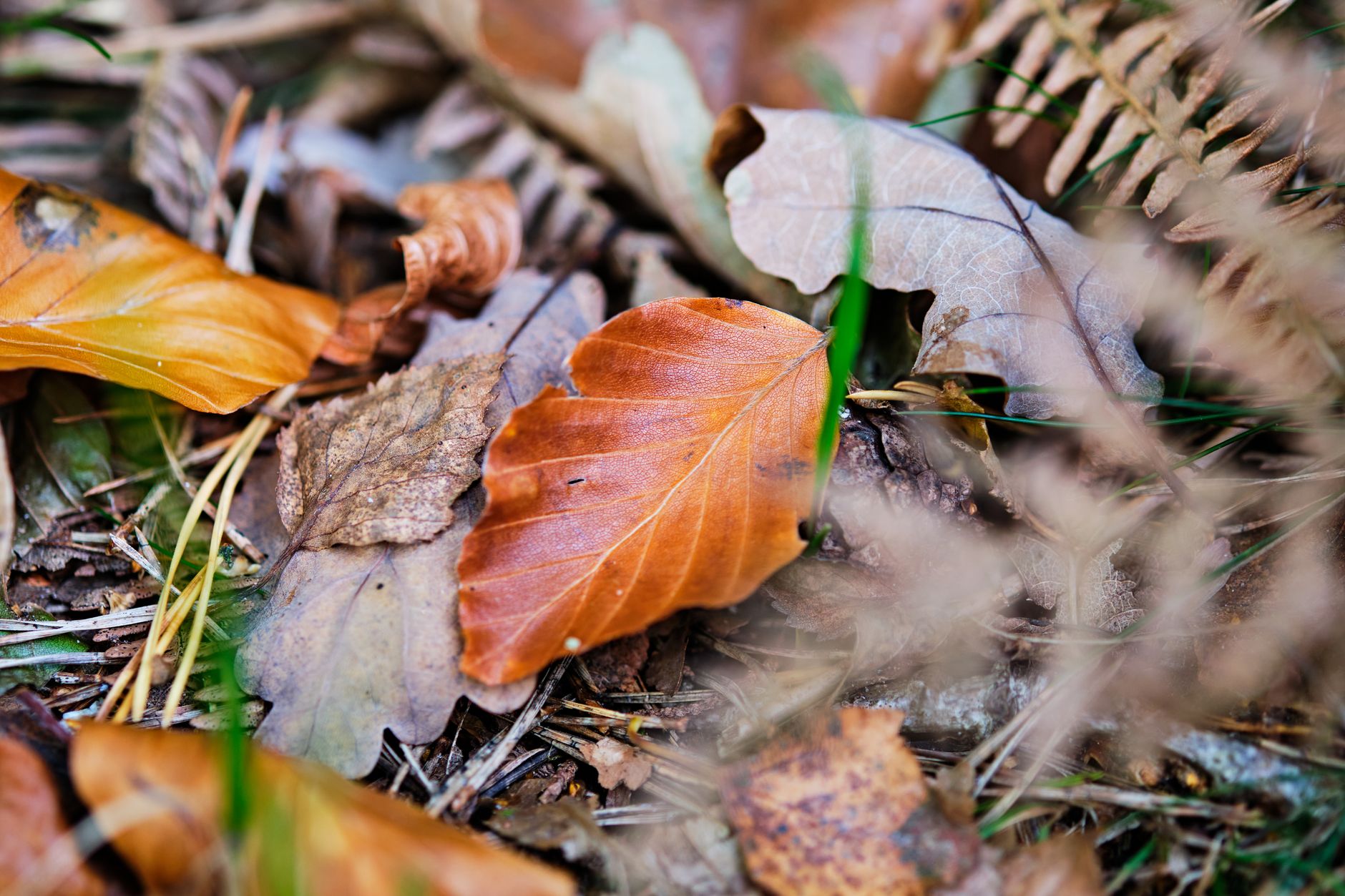 Landscaper services in Bembridge, A Garden For You