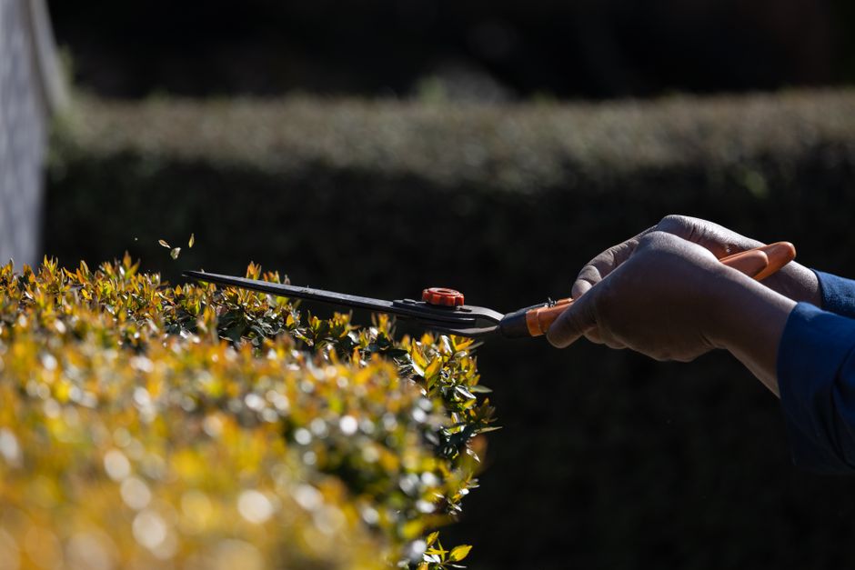 A Garden For You, landscaper services covering Fishbourne Hedge Trimming in Fishbourne