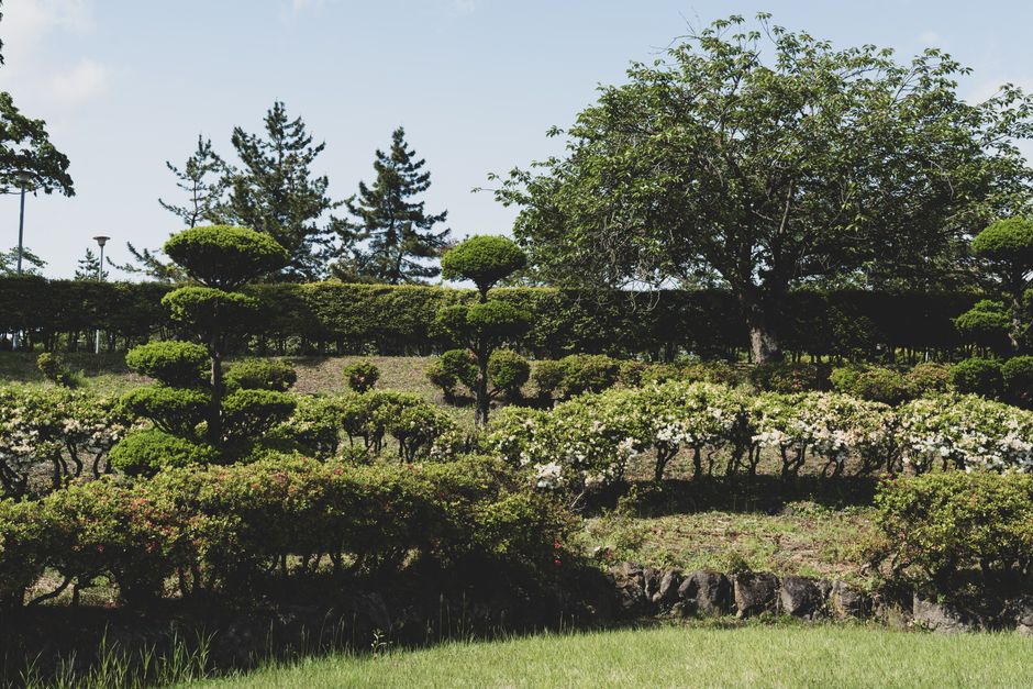 A Garden For You, landscaper services covering Seaview Pruning Trees, Shrubs & Bushes in Seaview