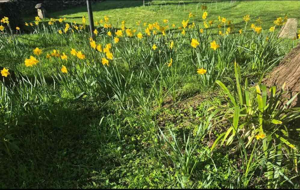Bed of daffodils in a tidied spring garden border