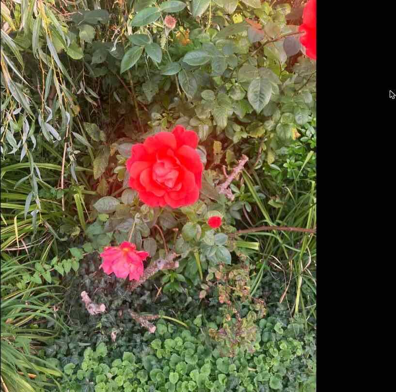 Close-up of red rose blooms in a maintained garden border