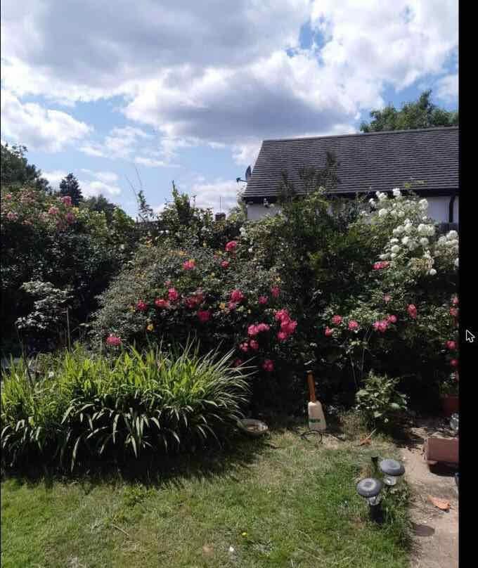 Established flowering shrub border with roses in full bloom