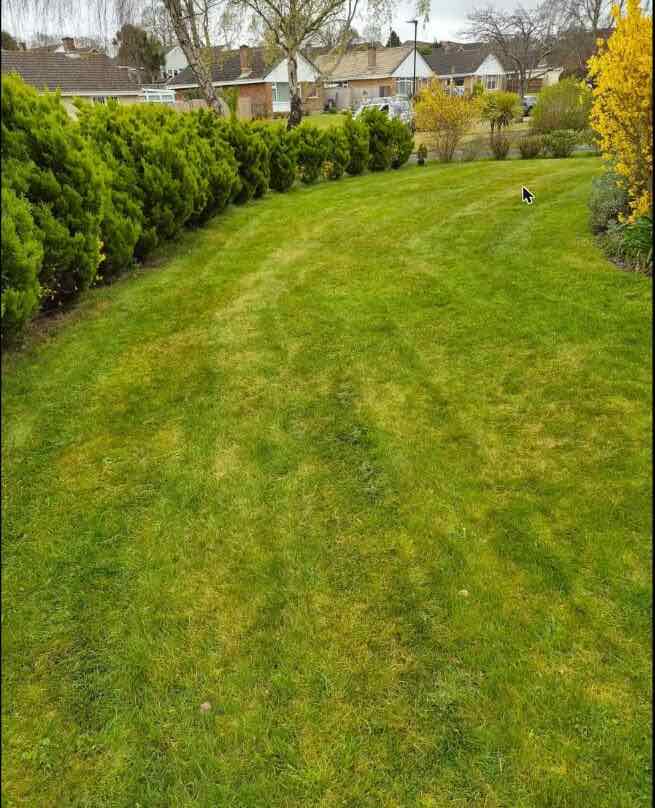 Freshly trimmed conifer hedge bordering a mown garden lawn