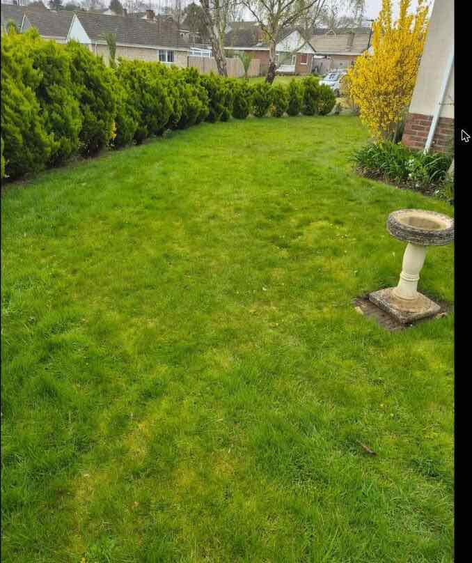 Neatly mown garden lawn with hedge border and birdbath